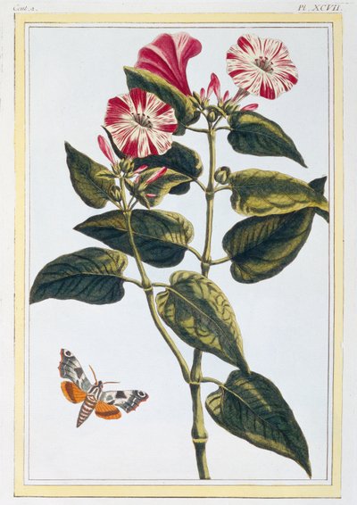 Morgenruhm, ca. 1766 (handkolorierter Stich) von Pierre Joseph Buchoz